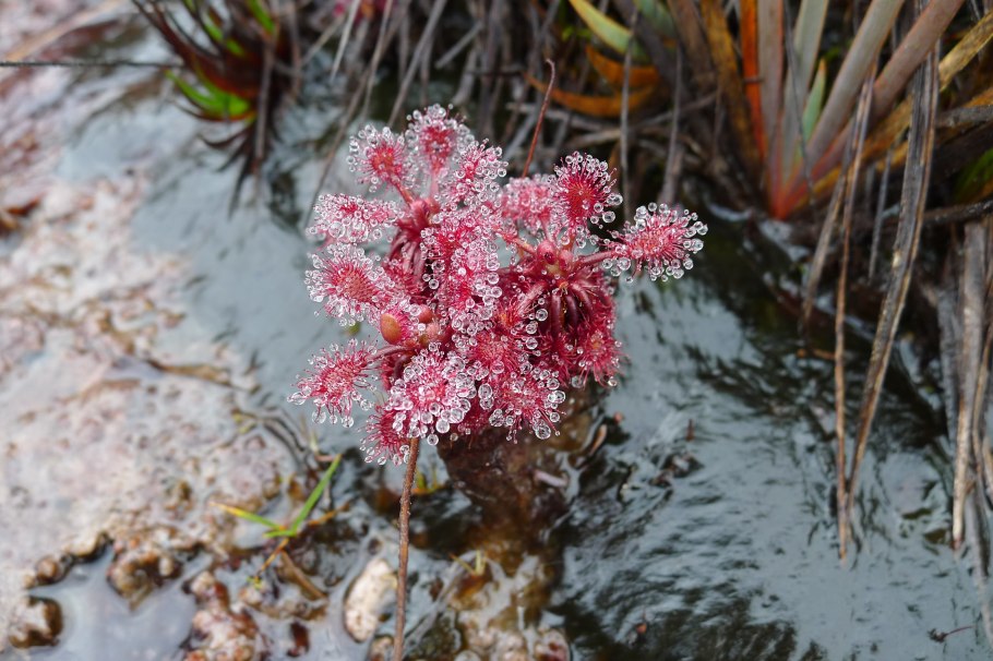 Эндемики Рораймы