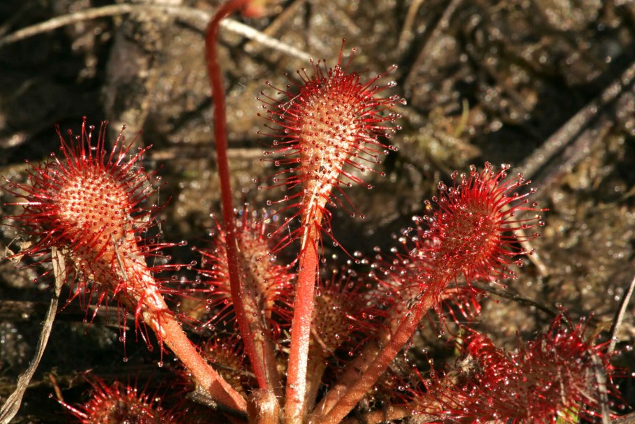 Росянка drosera snyderi