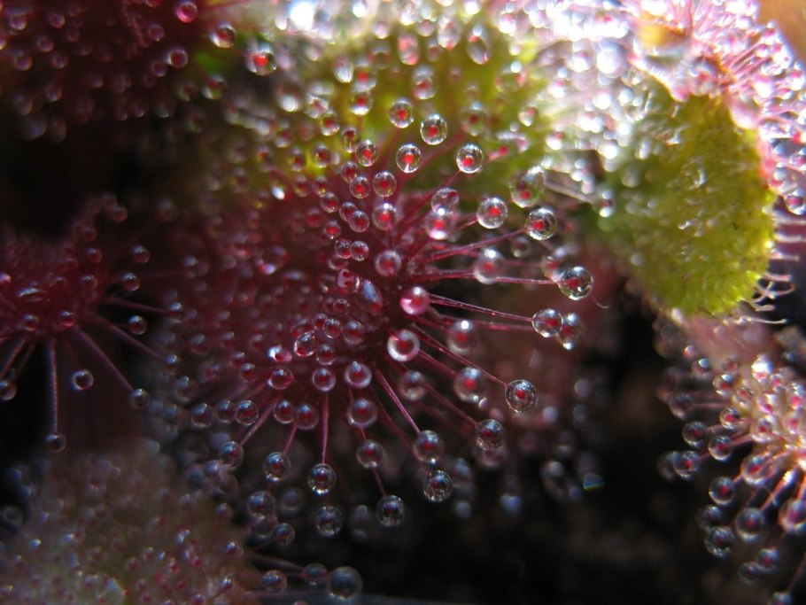 Росянка. Drosera whittakeri-клубневая Солнечная роса