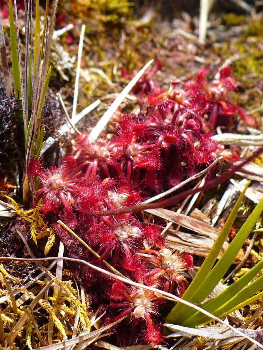 Росянка спатулата