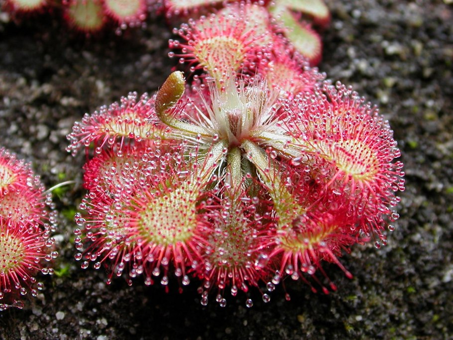 Росянка английская – Drosera Anglica HUDS.