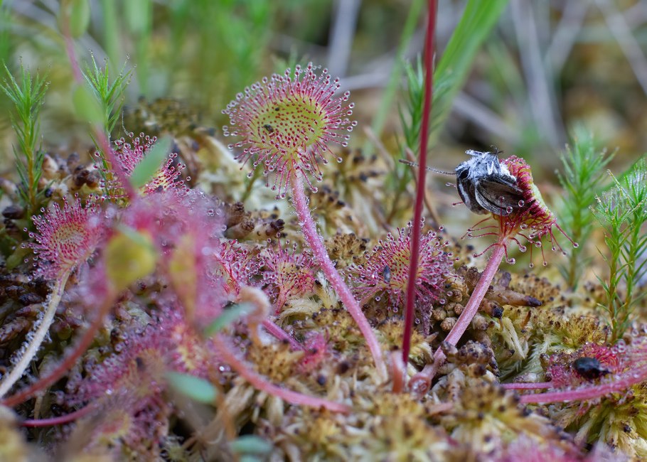 Росянка пигмей