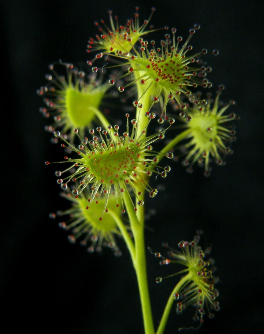 Drosera peltata
