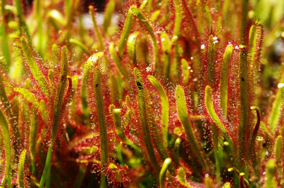 Drosera capensis