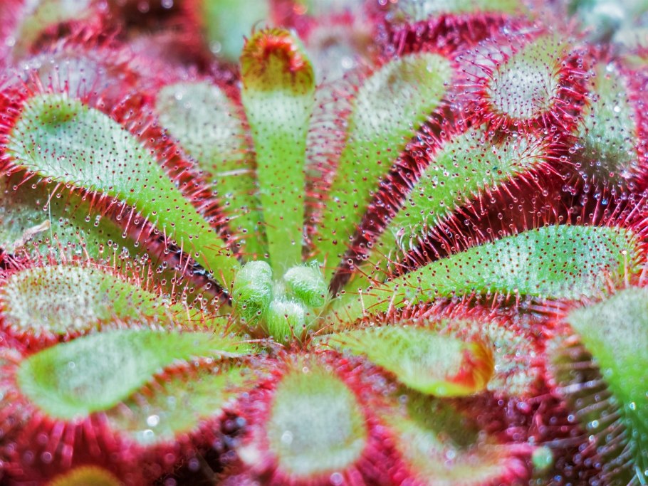 Росянка непентес