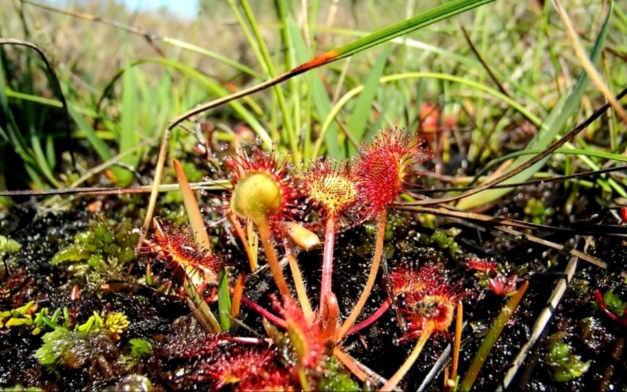 Растение росянка