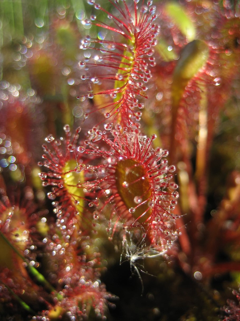 Drosera barbigera