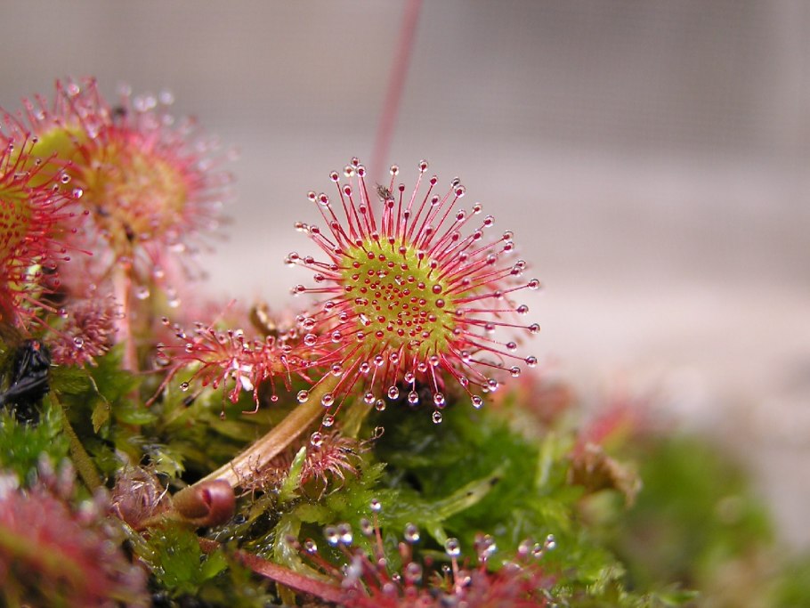 Drosera rotundifolia