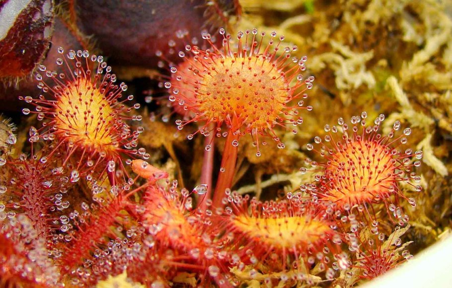 Drosera pilosa
