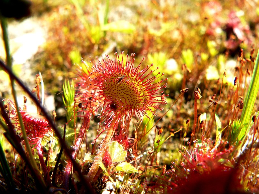 Drosera rotundifolia