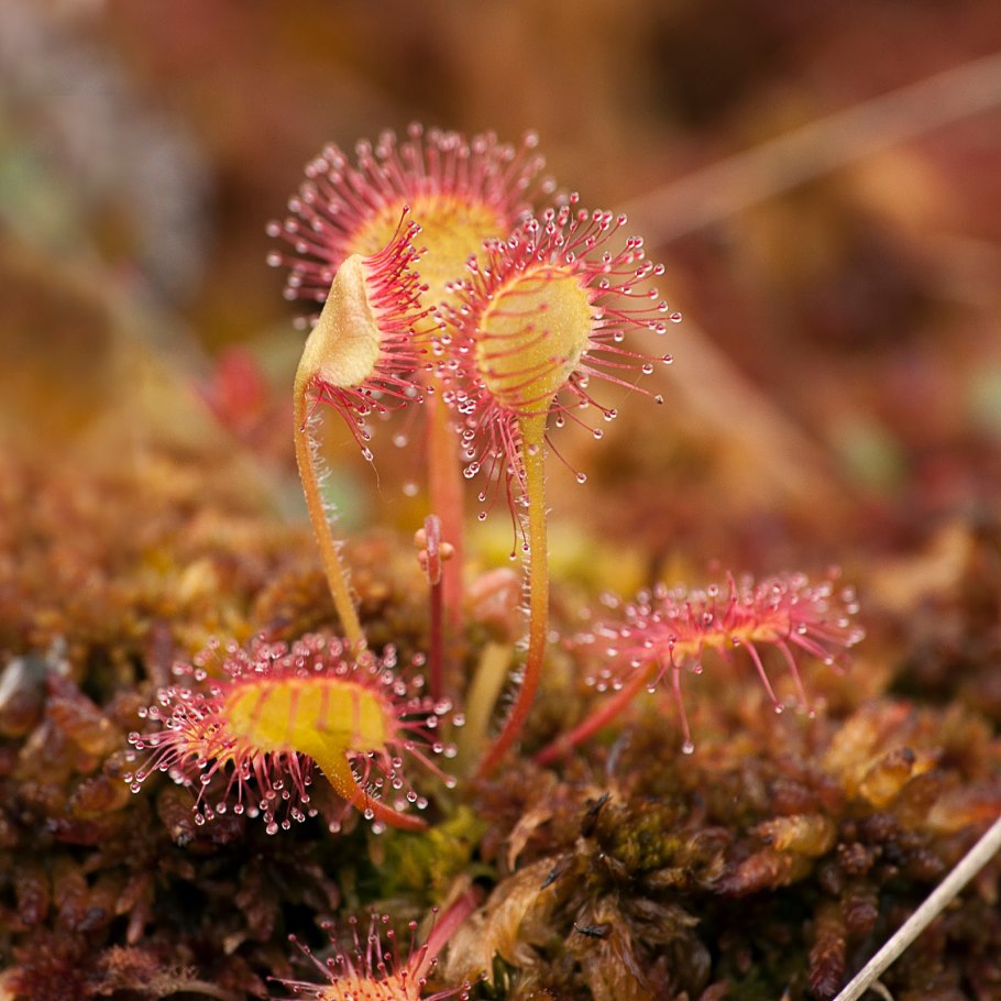 Росянка альба