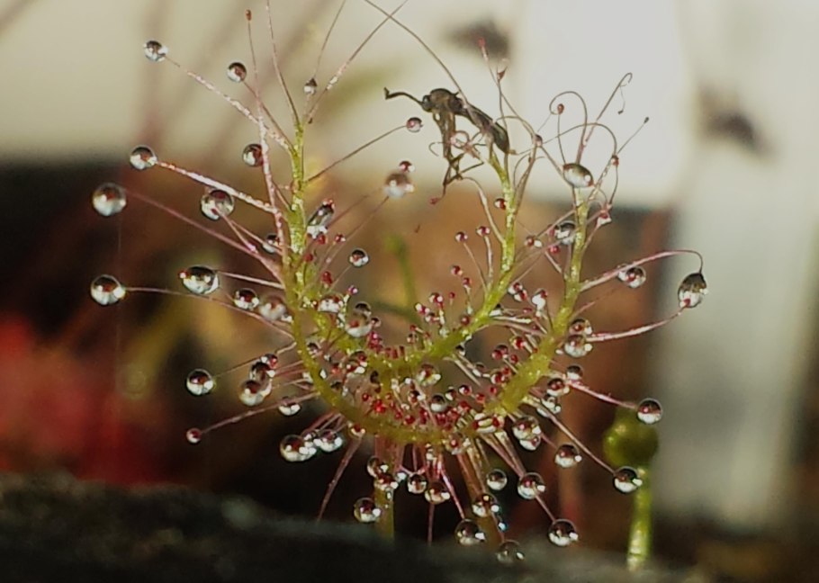 Росянка мухоловка