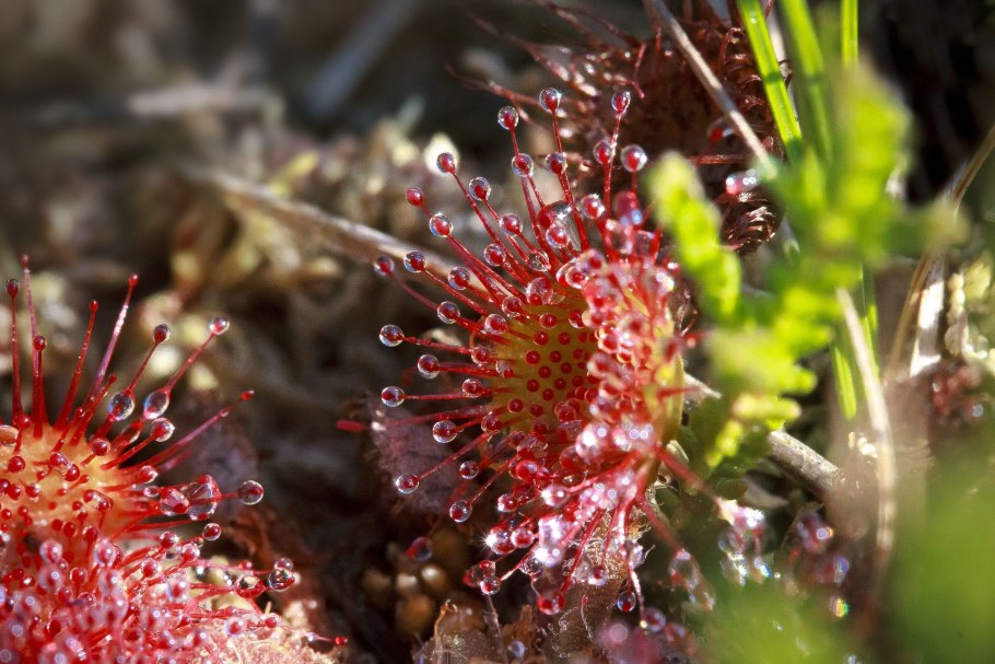 Росянка (drosera)