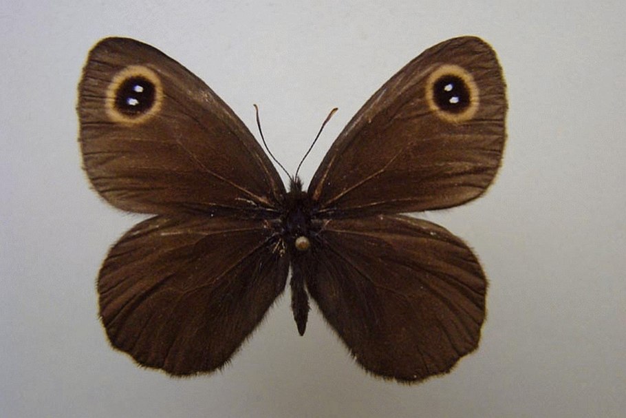 Erebia cyclopius