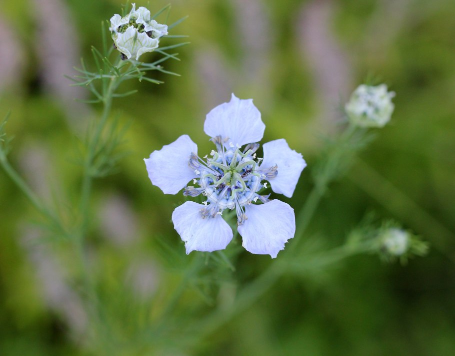 Нигелла посевная