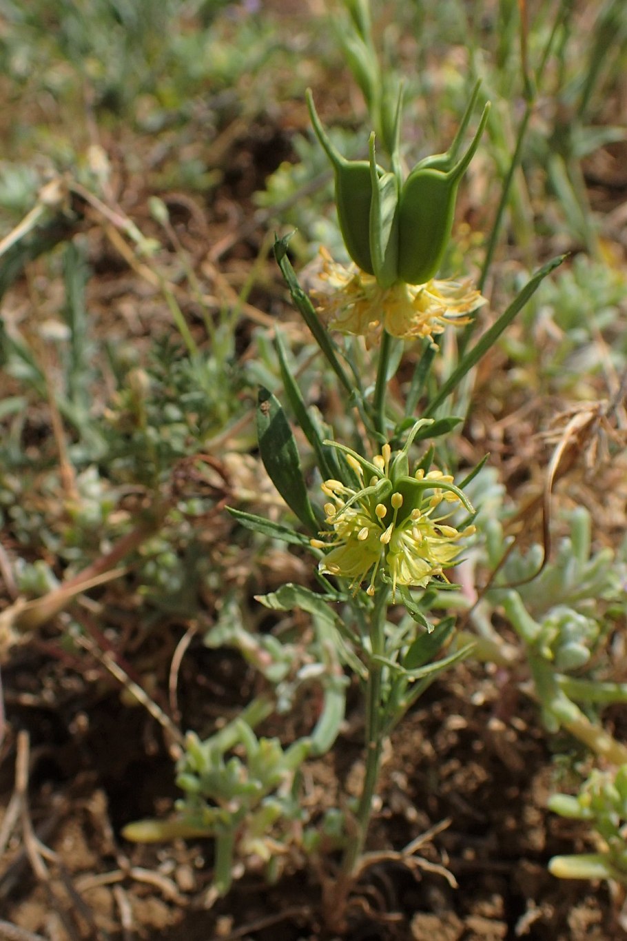 Нигелла розовая
