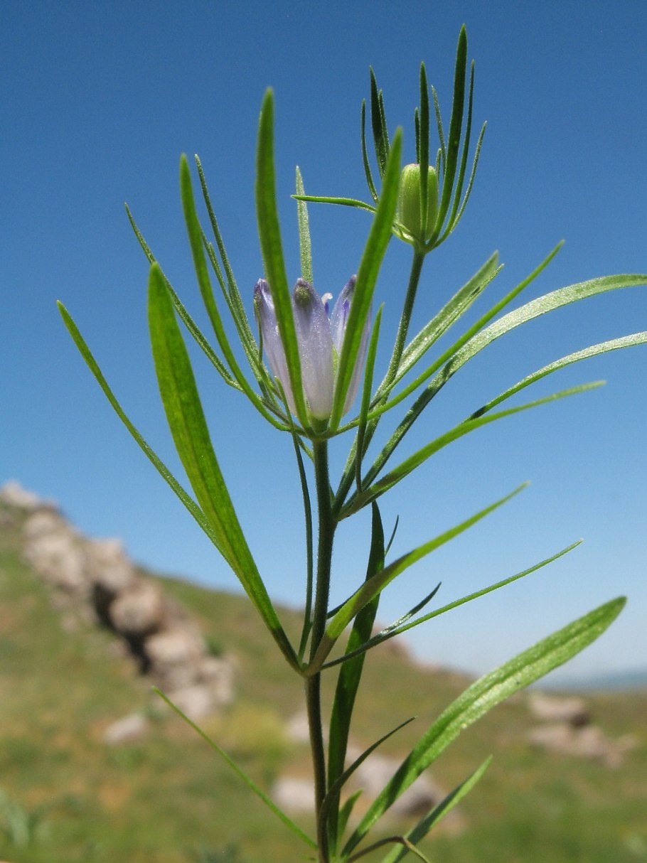 Gentiana pneumonanthe