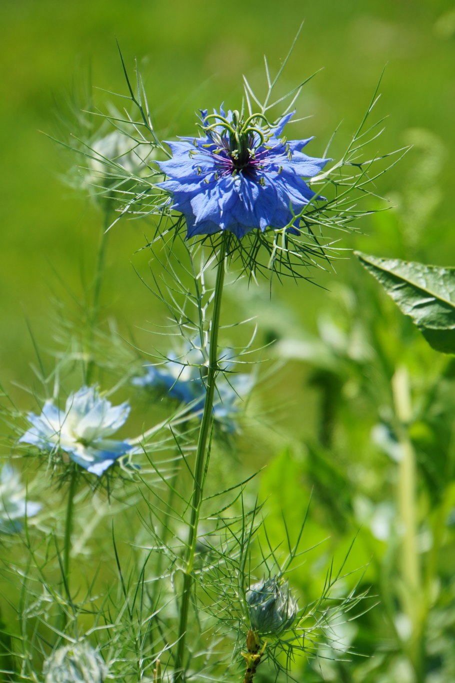Чернушка Полевая Nigella arvensis l.
