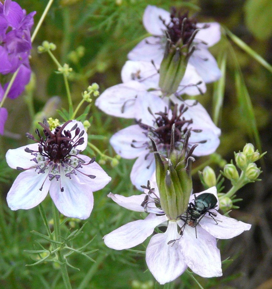 Нигелла черный тмин растение
