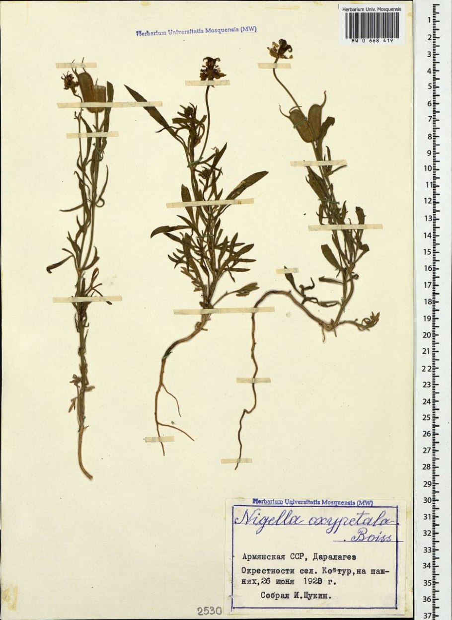 Чернушка дамасская Фармакогнозия