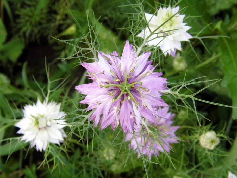 Чернушка Полевая семена