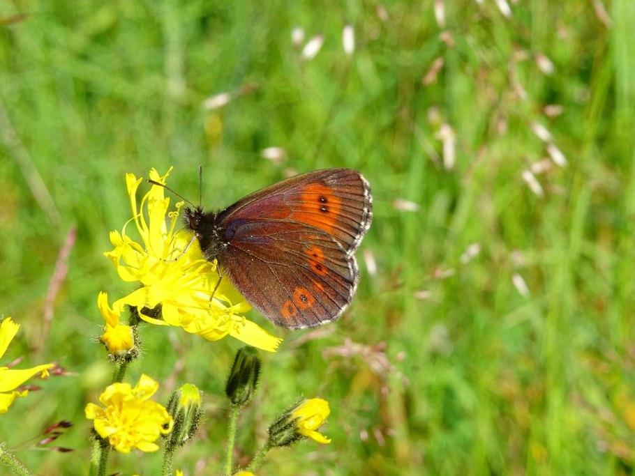 Erebia ligea