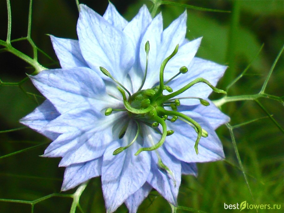 Нигелла Светлячок