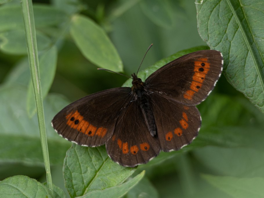 Эребия киндерманна