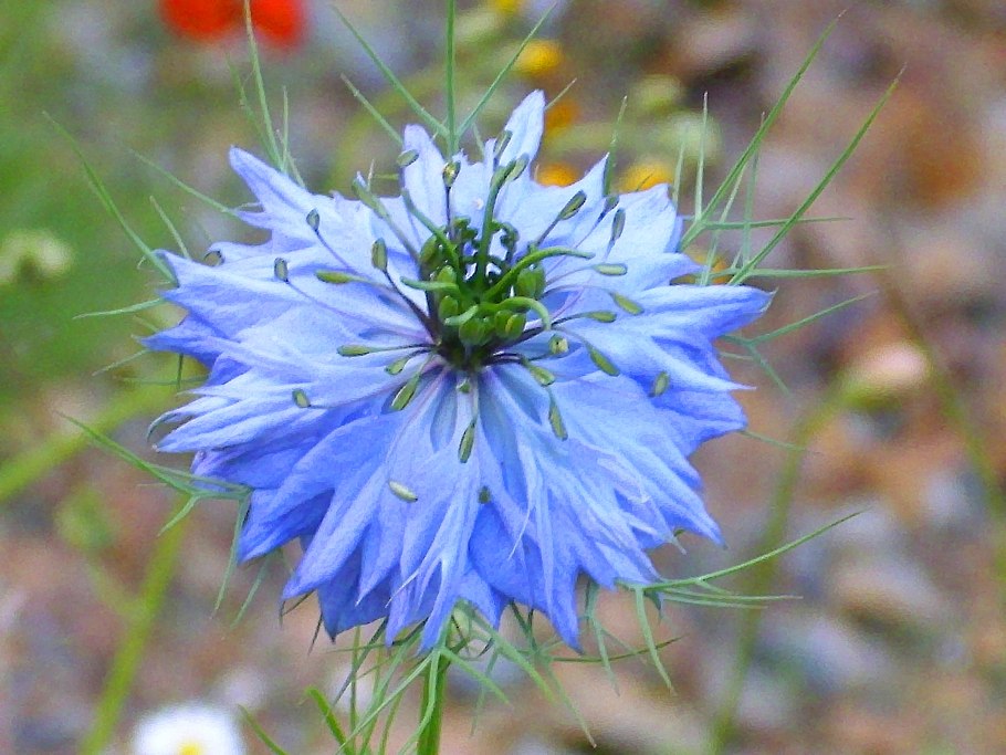 Нигелла Чернушка Полевая.Nigella arvensis.