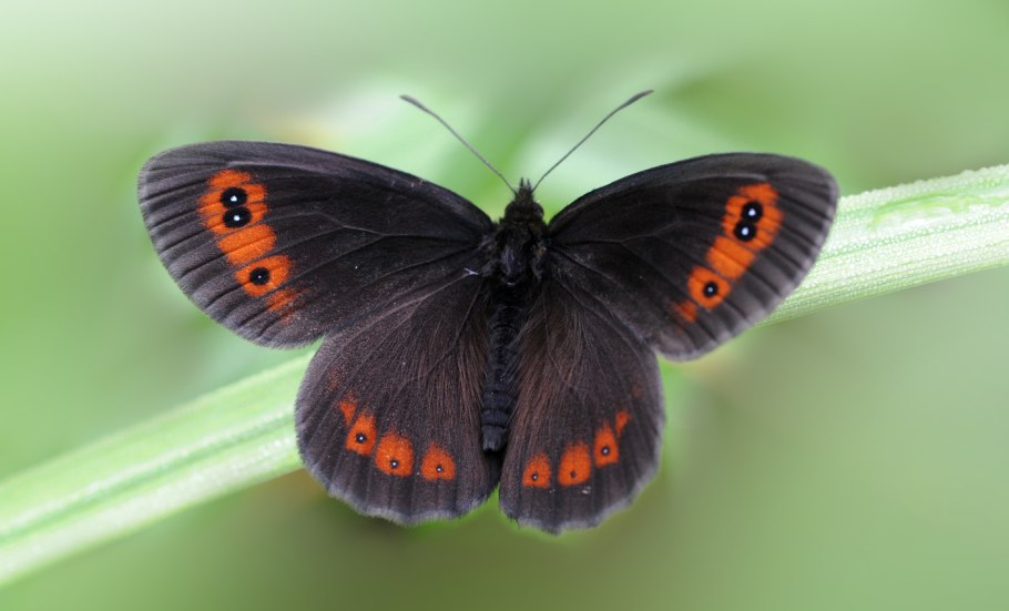 Бабочка чернушка эфиопка