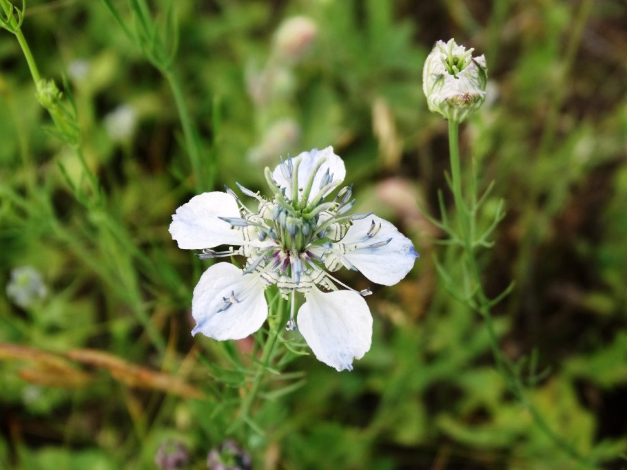 Бабочка Чернушка Циклоп