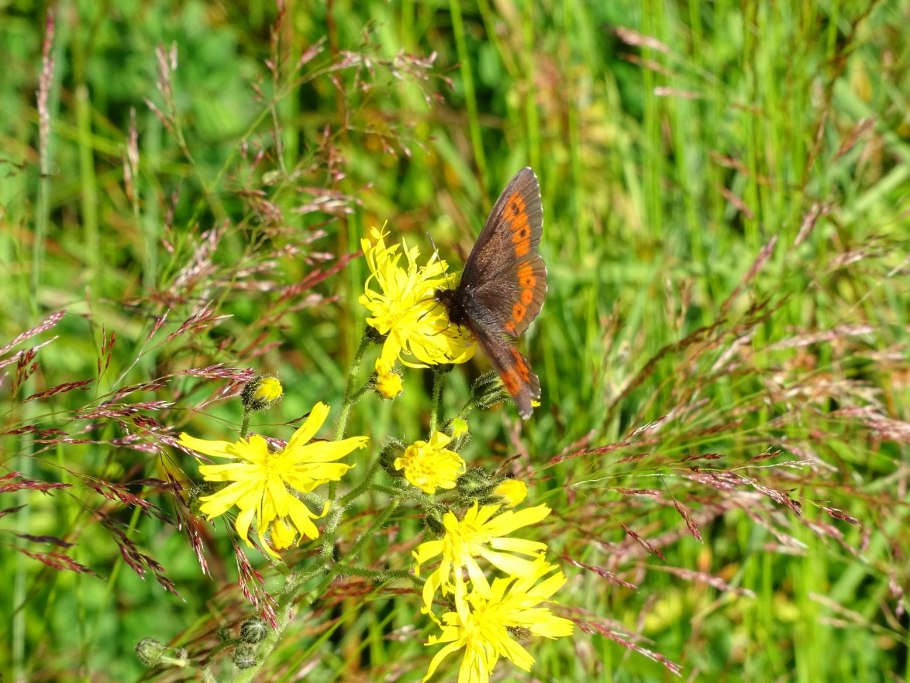 Бабочка чернушка лигея
