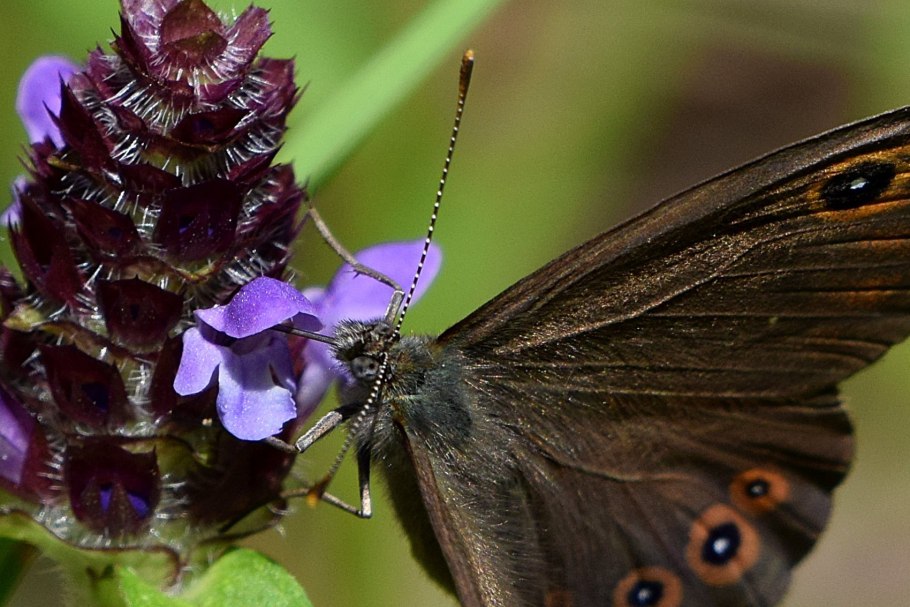 Бабочка бархатница воловий глаз