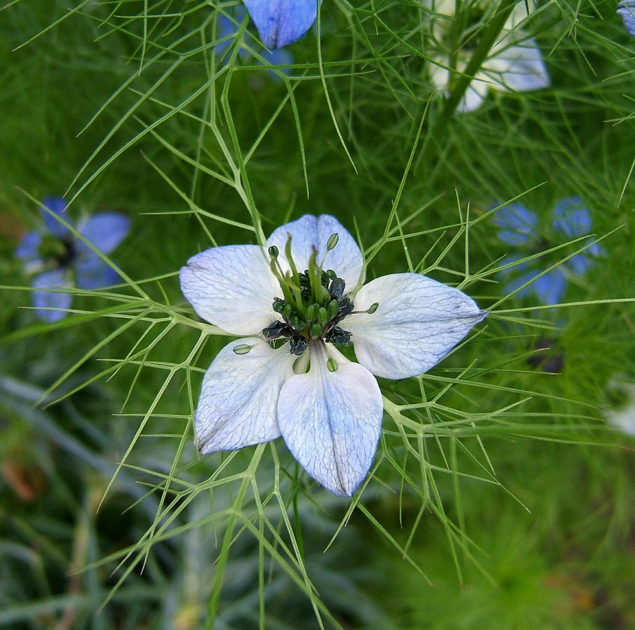 Черный тмин растение