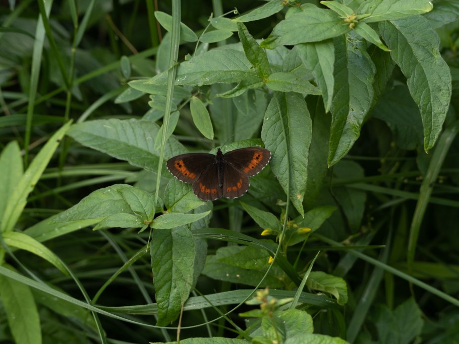 Чернушка лигея