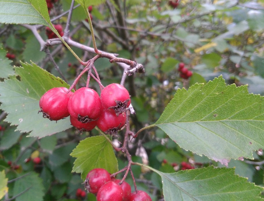 Боярышник полумягкий Crataegus submollis