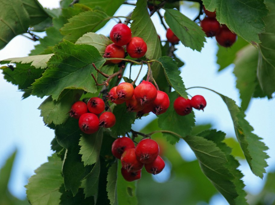 Боярышник Сибирский Crataegus sanguinea
