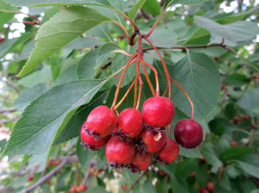 Боярышник дугласа crataegus