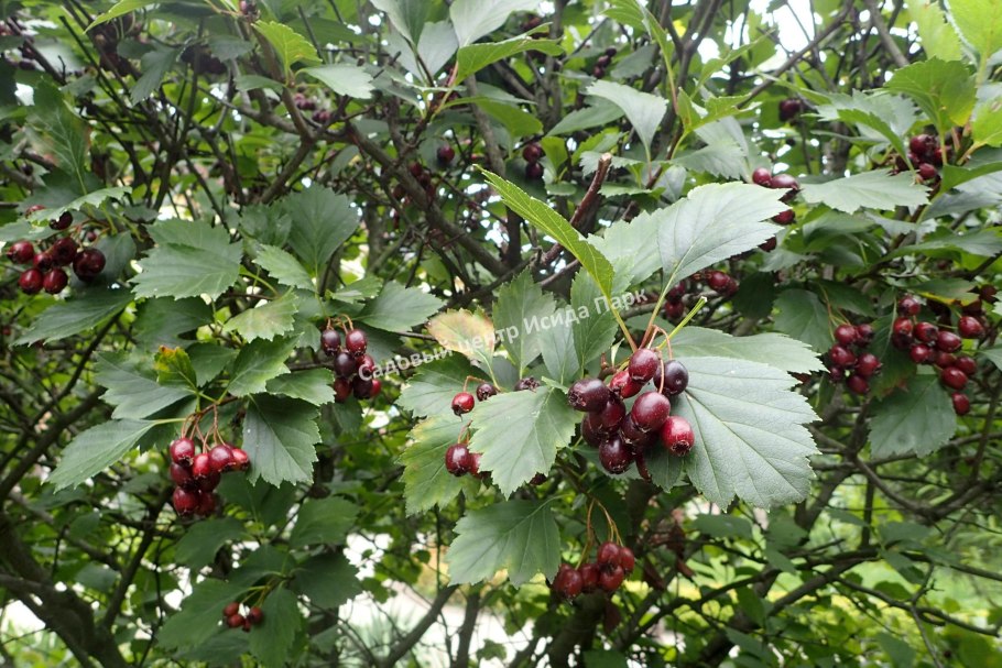 Боярышник (Crataegus)