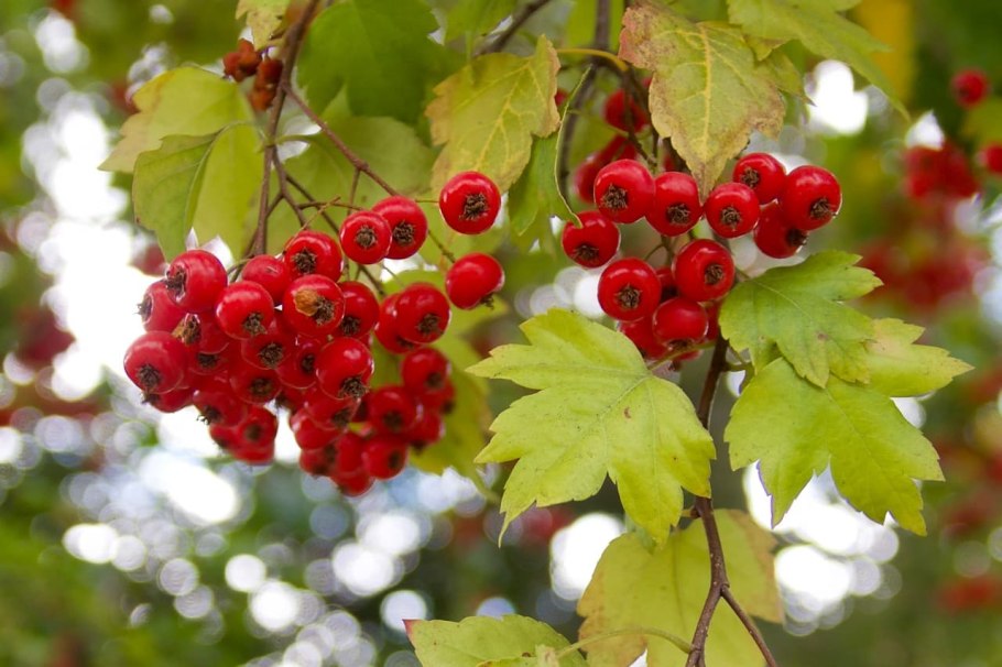 Боярышник Дугласа Crataegus