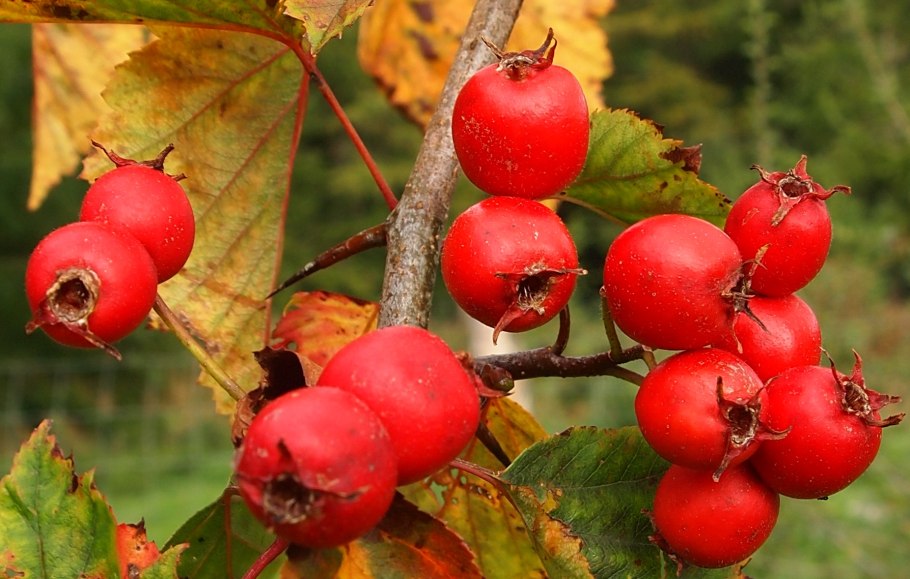 Crataegus chlorosarca
