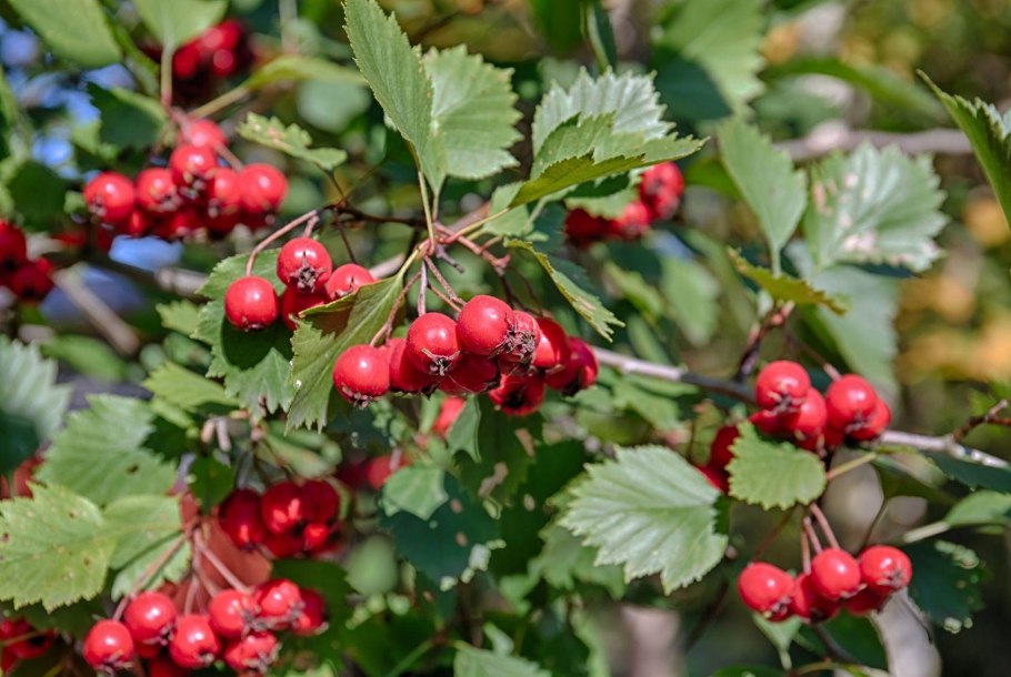 Боярышник обыкновенный ягоды