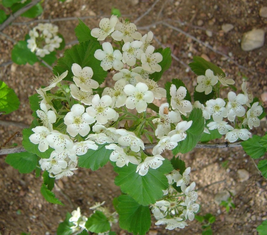 Боярышник Максимовича (Crataegus maximowiczii)
