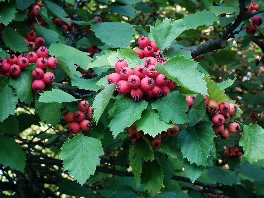 Боярышник сливолистный (Crataegus prunifolia)