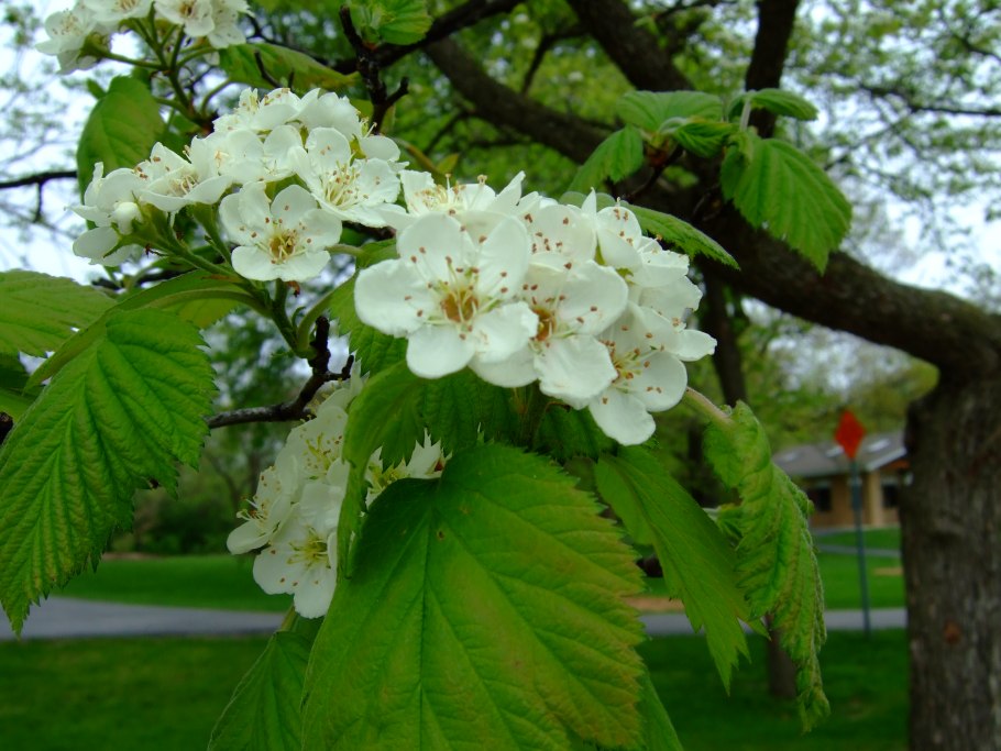 Crataegus arnoldiana