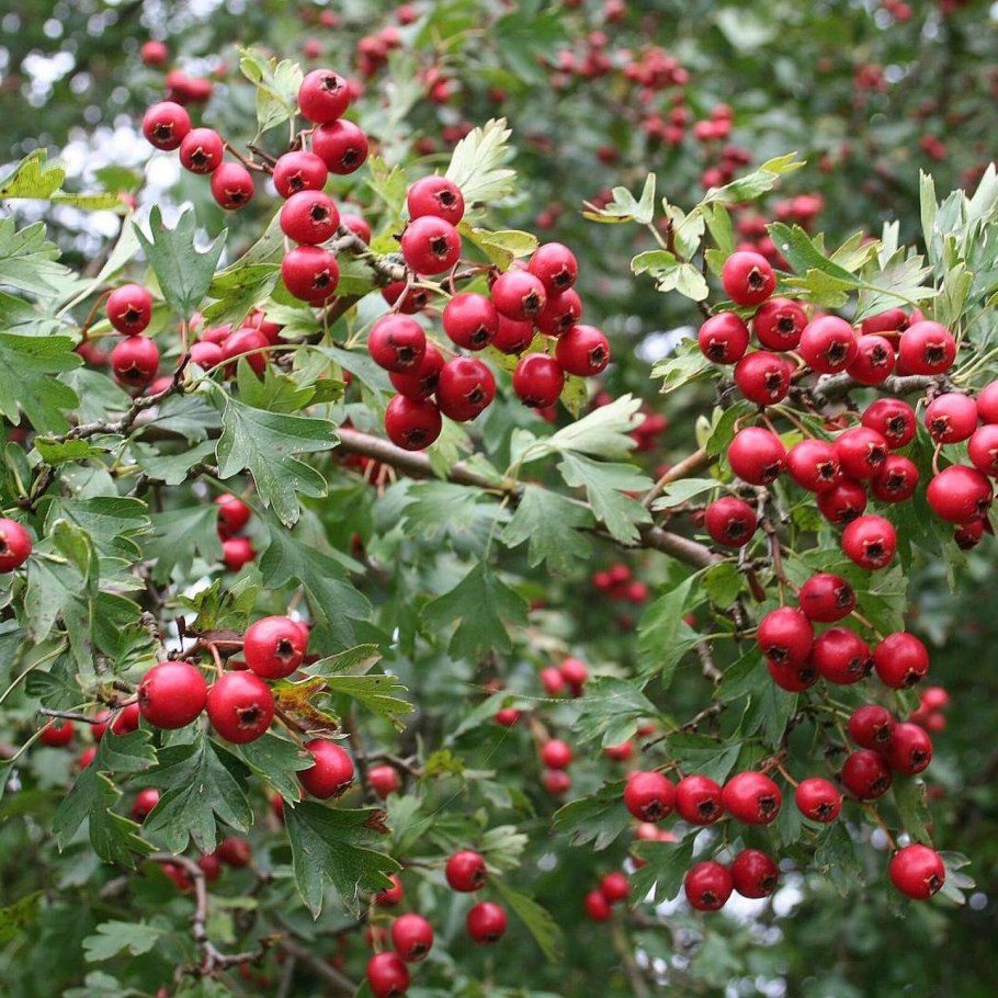 Боярышник арнольда crataegus arnoldiana