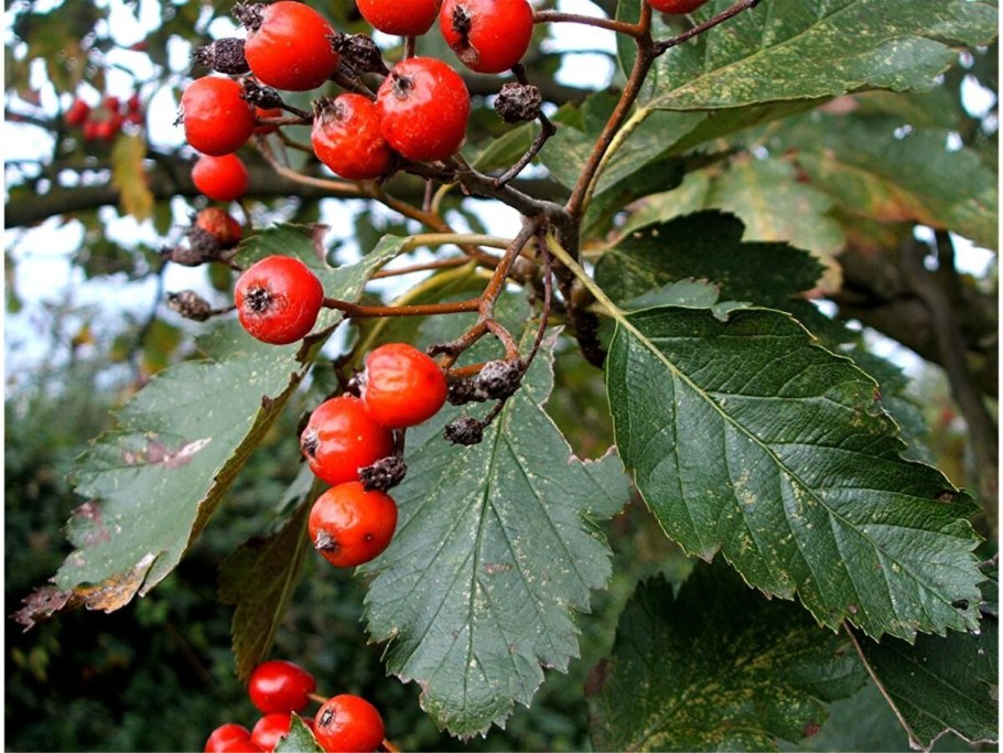 Рябина промежуточная sorbus intermedia