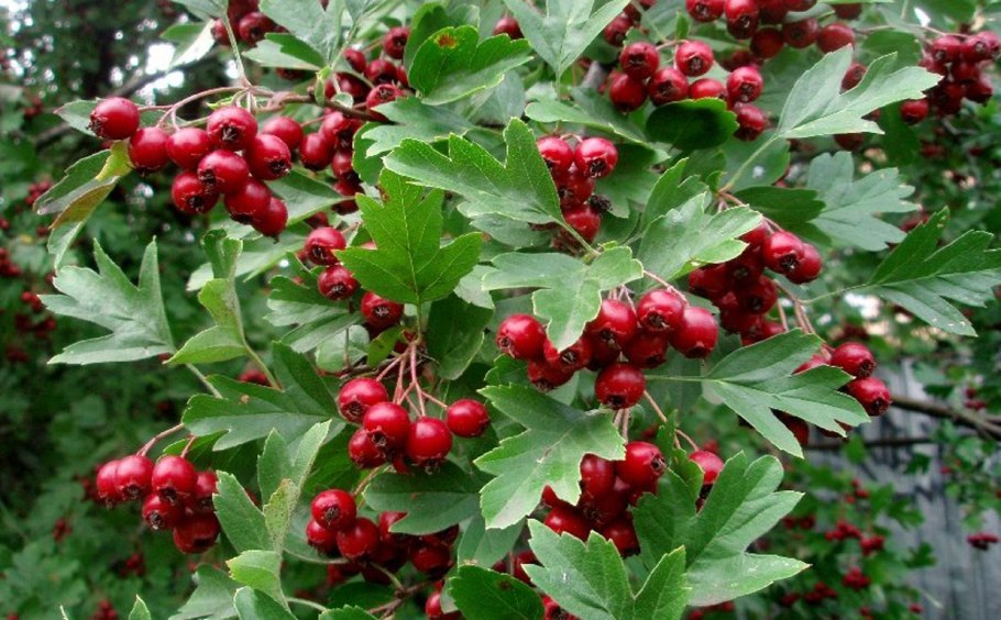 Боярышник однопестичный