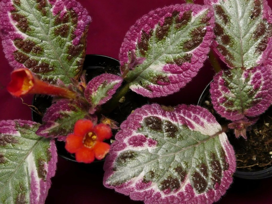 Эписция Клеопатра