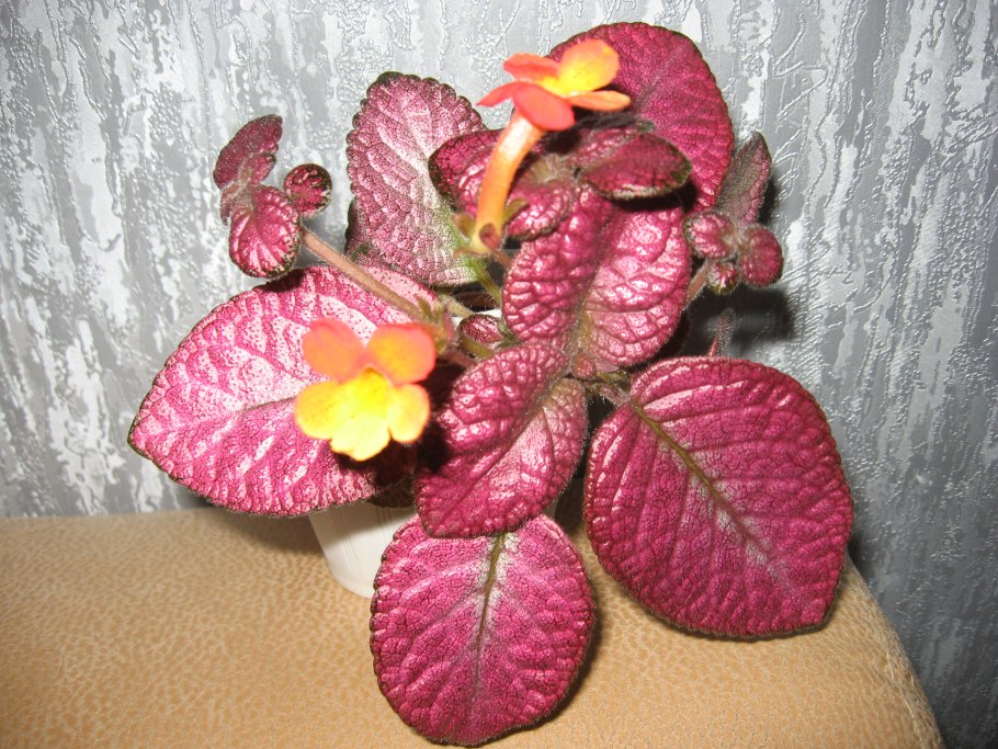 Эписция ползучая (Episcia reptans)